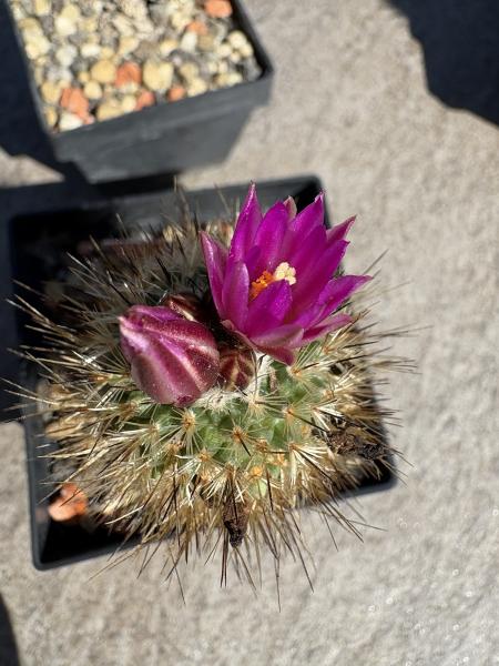Gymnocactus booleanus